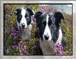 Border Collie, Dwa, Psy, Kwiaty